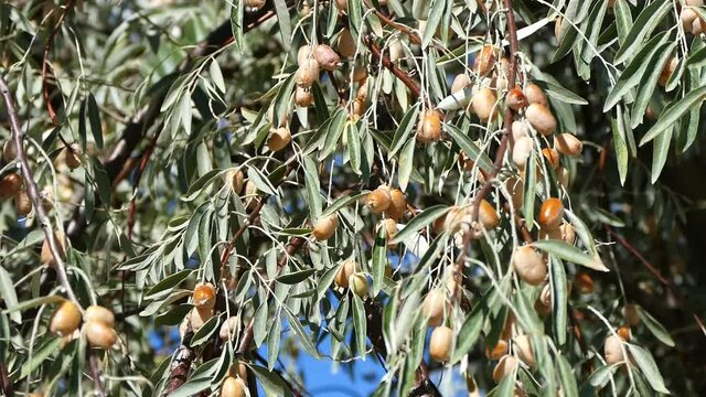 oleaster tree, oleaster fruit, spiny oleaster tree and fruits,