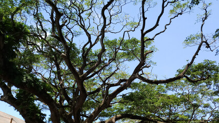 Large tree branch with sky view.Old tree branch and sky.