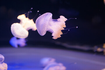 jelly fish glowing