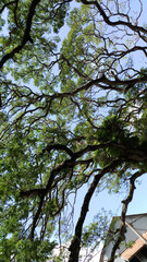 Large tree branch with sky view.Old tree branch and sky.