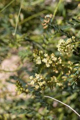 Clusters of small pale white blooms on Douglas Milkvetch, Astragalus Douglasii, Fabaceae, native Perennial in Pioneertown Mountains Preserve, Southern Mojave Desert, Springtime.