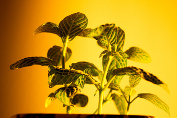 The game of sunset sun and shadow of house plants on the yellow wall
