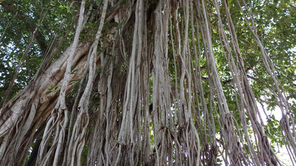 Obraz premium Ficus benghalensis, commonly known as the banyan, banyan fig and Indian banyan, is a tree native to the Indian Subcontinent.Large tree located in outdoor garden at Sri Lanka.