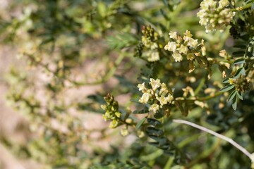 Clusters of small pale white blooms on Douglas Milkvetch, Astragalus Douglasii, Fabaceae, native...