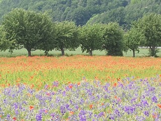 Trees behind a beautiful meadow full of summer flowers