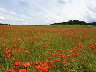Wonderful meadow full of red poppy flowers