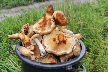 Collected large mushrooms close up in a black plastic bucket standing on the green grass
