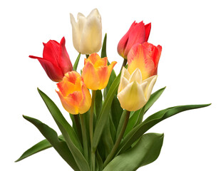 Bouquet of colorful and beautiful tulips flowers isolated on white background. Still life, wedding. Flat lay, top view