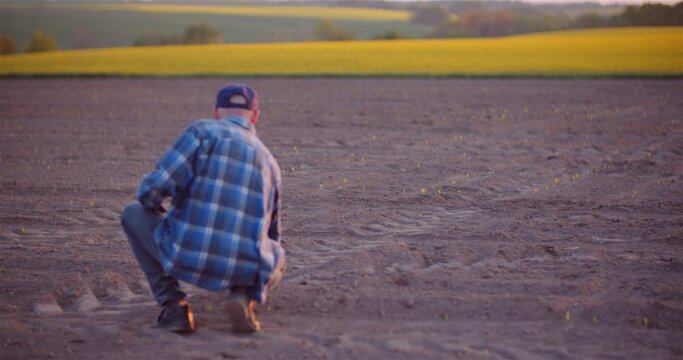 Agriculture - Farmer Examining Young Corn Growing at Agricultural Field