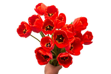 Bouquet red tulips flowers holds in hand isolated on white background. Still life, wedding. Flat lay, top view