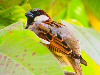 The house sparrow (Passer domesticus) sitting on branch. It is a bird of the sparrow family Passeridae, found in most parts of the world