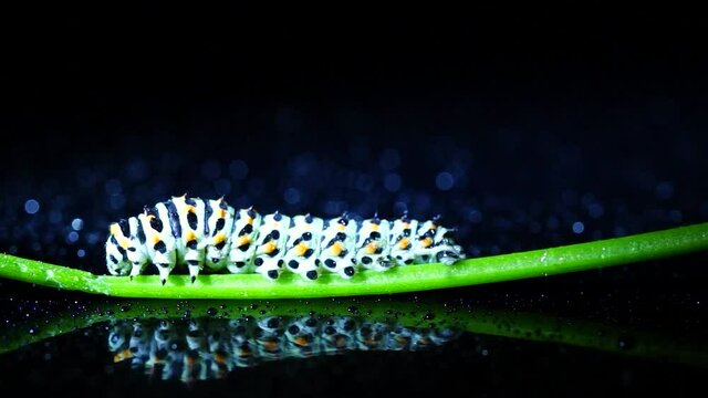 Caterpillar walking on a green branch on a black background and surface with reflection. Concept of animal life.
 