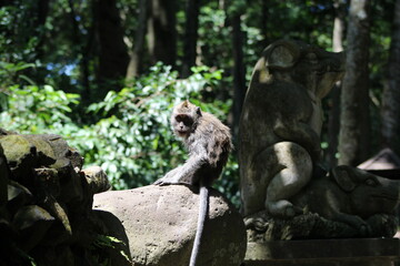 Monkeys At Sacred Forest Sanctuary Ubud Bali Indonesia