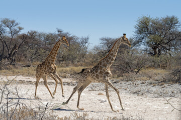 Two Namibian Giraffes (Giraffa camelopardalis angolensis) running in Etosha National Park, Namibia