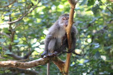 Monkeys At Sacred Forest Sanctuary Ubud Bali Indonesia