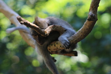 Monkeys At Sacred Forest Sanctuary Ubud Bali Indonesia