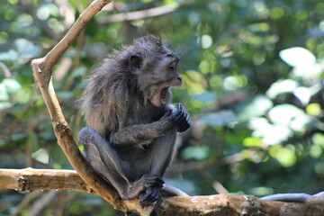 Naklejka na ściany i meble Monkeys At Sacred Forest Sanctuary Ubud Bali Indonesia