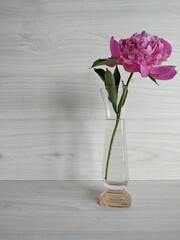 One pink peony in a small transparent vase. mockup. base for a card