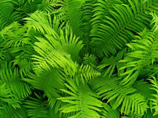 green dense thickets of fern. top view.