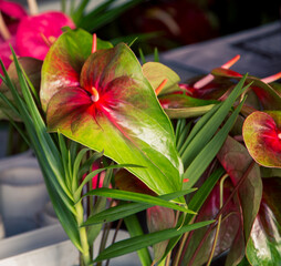 fresh flowers at a market in Hawaii