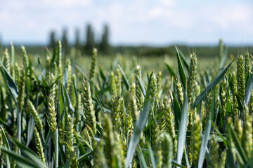 View of wheat field on a sunny day in June. Photographed near Heartwood Forest, Sandridge,...