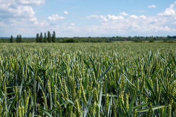 View of wheat field on a sunny day in June. Photographed near Heartwood Forest, Sandridge, Hertfordshire UK