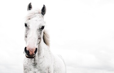 portrait of a white horse