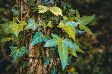leaves of maple leaf, abstract green texture