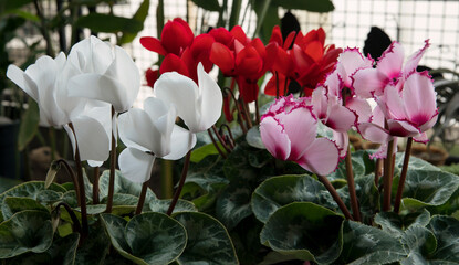 Floral arrangement. Cyclamen persicum Halos or Alpine violets, red, white and pink flowers with beautiful petals, blooming in spring. 