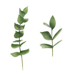 Eucalyptus in watercolor