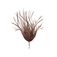 Fototapeta premium Exotic dried leaves in watercolor