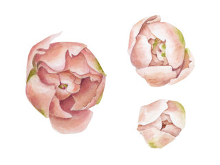Peony buds in watercolor