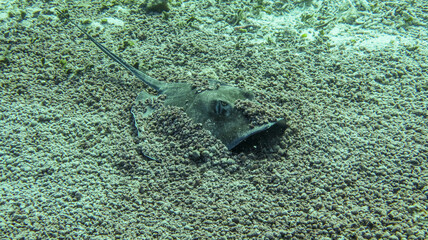 stingray