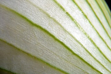 The onion (Allium cepa L.), also known as the bulb onion or common onion. Onion texture, closeup, macro shot, selective focus