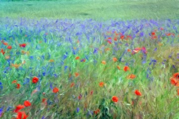 Oil paintings landscape, field of red poppies