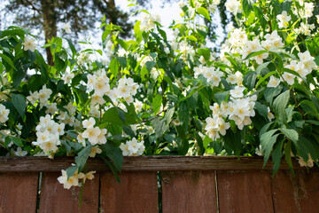 Fototapeta na wymiar A white-flowered Jasmine Bush is visible from behind a wooden fence. 