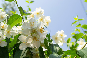 Naklejka na ściany i meble White flowers of wild Jasmine on a background of blue sky.