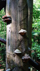 Mushrooms on a Tree