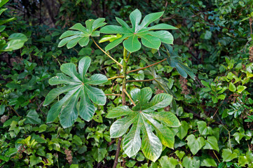 Obraz premium Green leaves on tropical rain forest, Rio