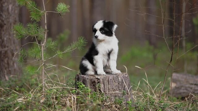 Cute Puppies of border collie sit on the log in a beautiful forest. Black and white dog