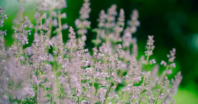 Close-up Catnip flowers (Nepeta cataria) field in summer sunny day with soft-focus blur background.