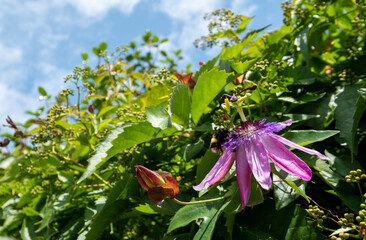 Stunning pink passion flower climbing plant growing on a brick wall in Brentford, West London UK. Photographed on a sunny afternoon on a hot day in June.