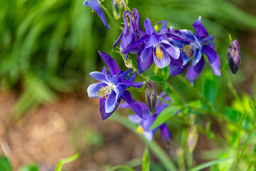 Springtime Columbines blooming is Steamboat Springs