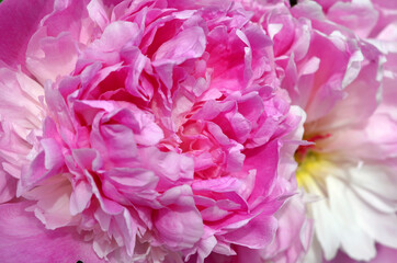 Fototapeta premium peonies beautiful pink flowers close up