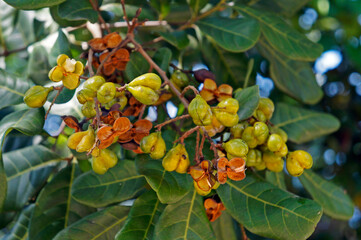 Wild fruits on tropical rain forest