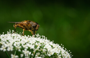 Giez perched on a flower. Flying insects concept. Biting fly, painful bites, horse bittern. Allergic reaction to a bug bite.