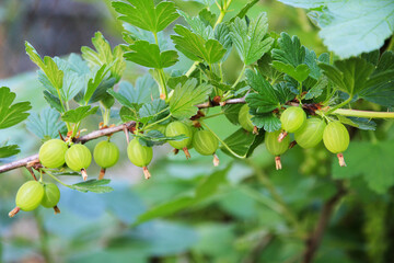 Manificent view of a green branch of gooseberries with lots of berries in the garden. Ripe gooseberry in the fruit garden.
