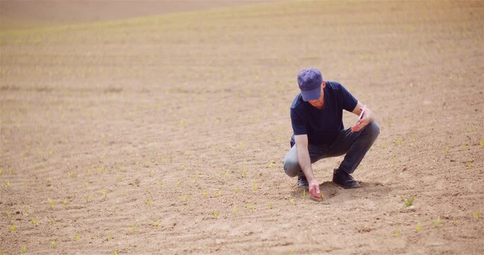 Agriculture - Farmer Examining Young Corn Growing at Agricultural Field