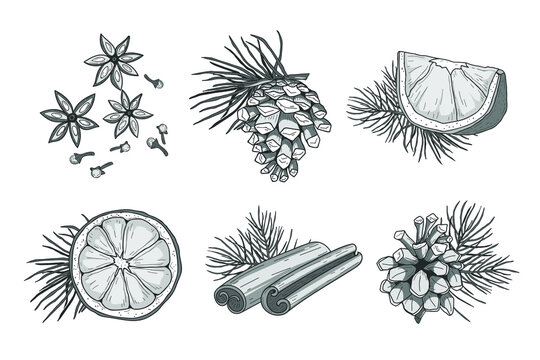 Collection of cones, cloves, oranges and cinnamone isolated on white. Vector illustration.