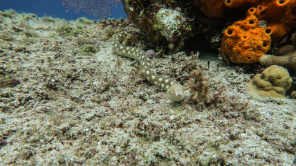 snake eel